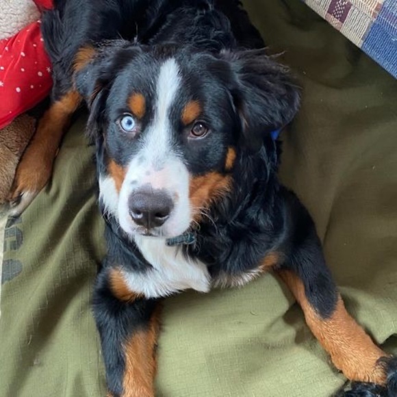 Meet your Posher, Brad - Picture 1 of 1